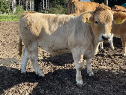 Murbodner Einsteller Ochsen