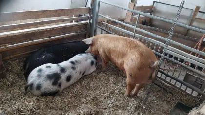 Schweine zum Schlachten, auch Lebendverkauf möglich