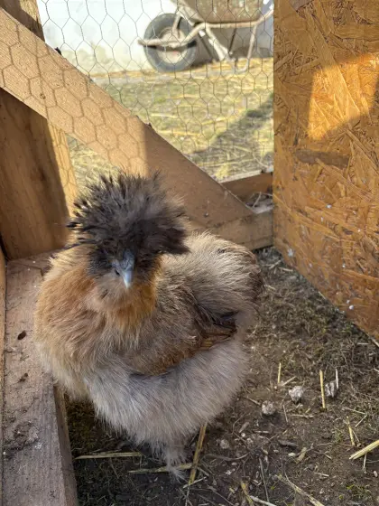 Bruteier Seidenhühner