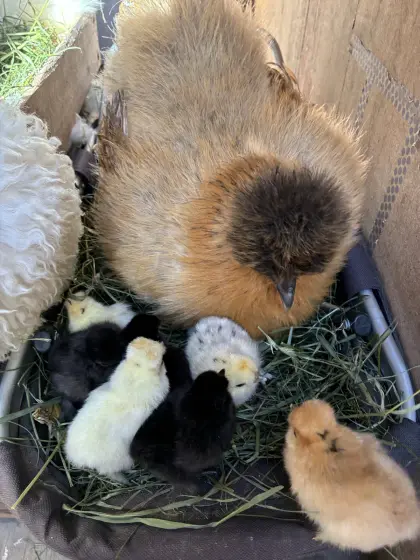 Zwergseiden-Junghennen, 4 Monate