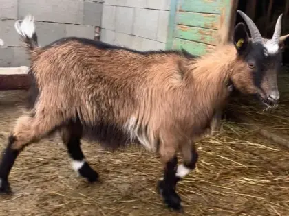 Steirische Scheckenziege