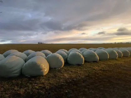 Siloballen Kleegrassilage