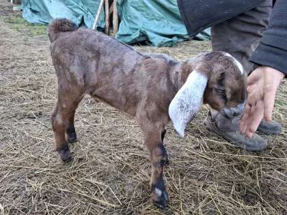 Vorschau 100% Anglo Nubier Mondschecke genetisch hornlos