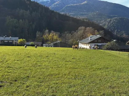 Suche 3 Kuhkälber zur Mast