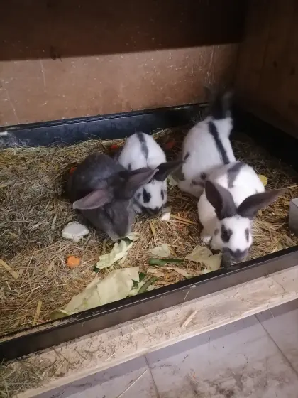 Riesenschecken Kaninchen blau weiß