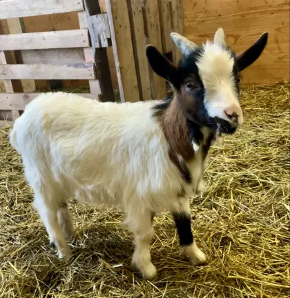 Zwergziege Bockerl Bock Blobe