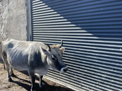 Original Braunviehkuh zu verkaufen