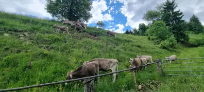 Trächtige Bio Braunvieh Kalbinnen
