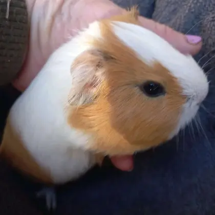 Meerschweinchen