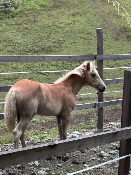 Verkaufe fast 3-jährige Haflinger Stute Madeira