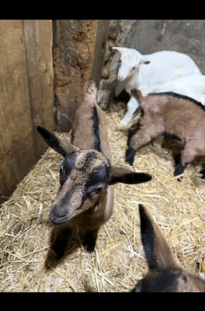 Laufend Bockkitze zu vergeben