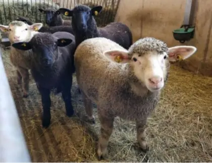 Suche das ganze Jahr Lämmer und Altschafe