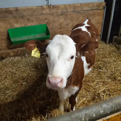 Verkaufe Bio-Kalb