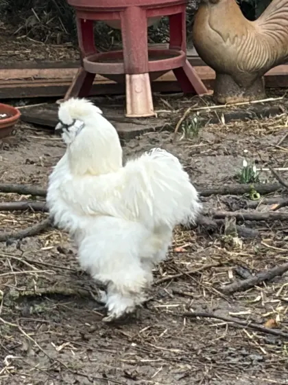 Seidenhuhn-Junghähne