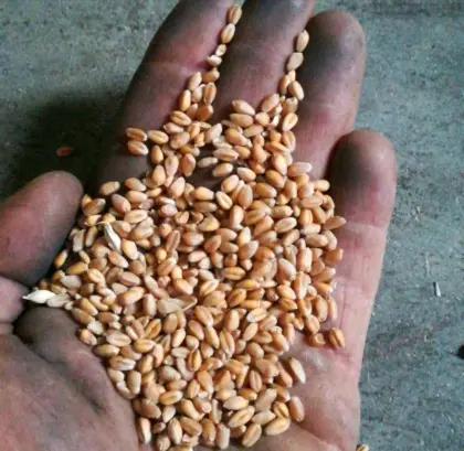 Weizen Bio-Austria-Ware, Waldviertel