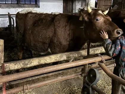 Trächtige Bio RFxPI Kalbin