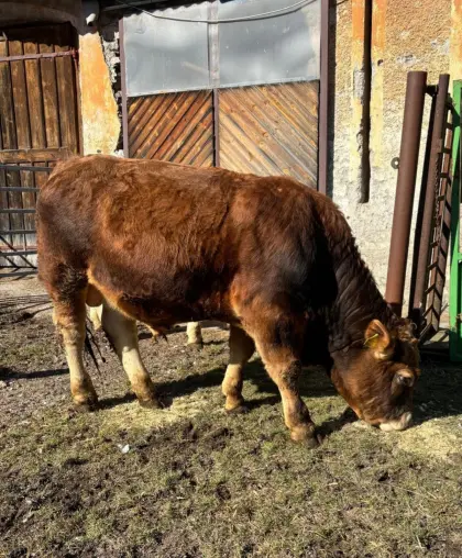 Verkaufe genetisch hornlosen Murbodner Stier