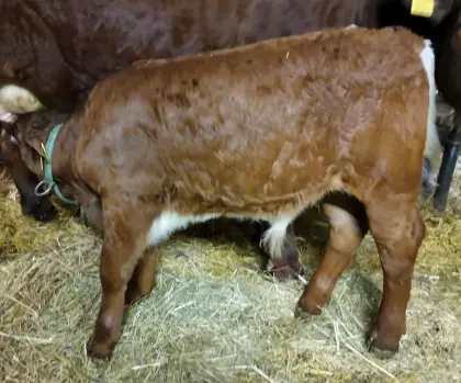 Tux-Zillertaler Stierkalb