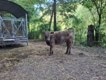 Galloway Kalb und Stierkalb