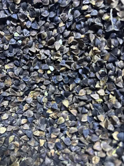 Buchweizen Sorte Billy