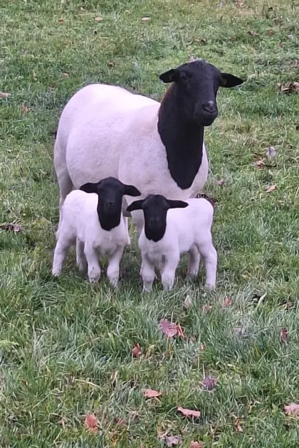Biete schönes reinrassiges Dorpermädchen zum Tausch