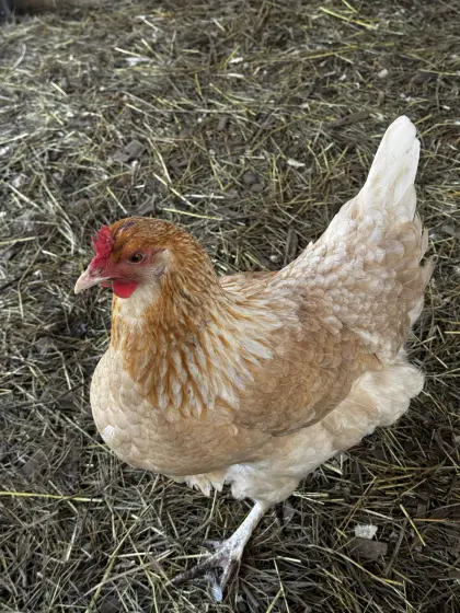 Verkaufe Grünleger Henne