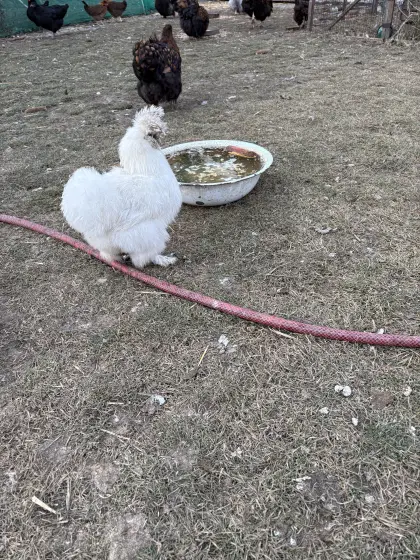 Bruteier reinrassige Seidenhühner