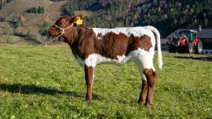 Weibliches Original-Pinzgauer-Kalb (BIO)