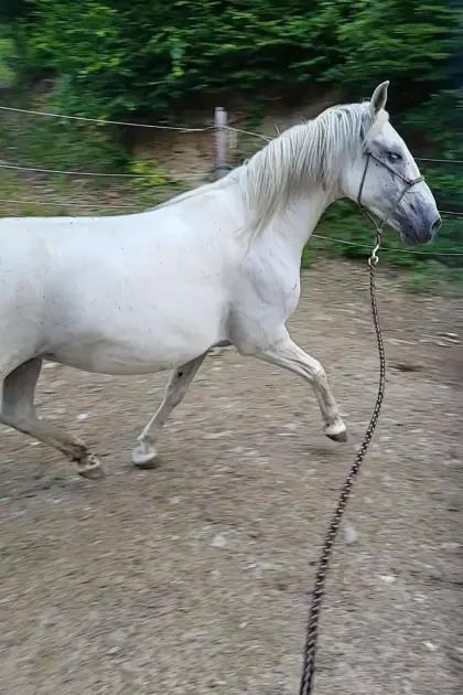 10j. Lipizzanerstute zum Selber-Ausbilden