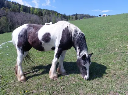 Reitbeteiligung, Pflegebeteiligung für liebe Tinkerstute
