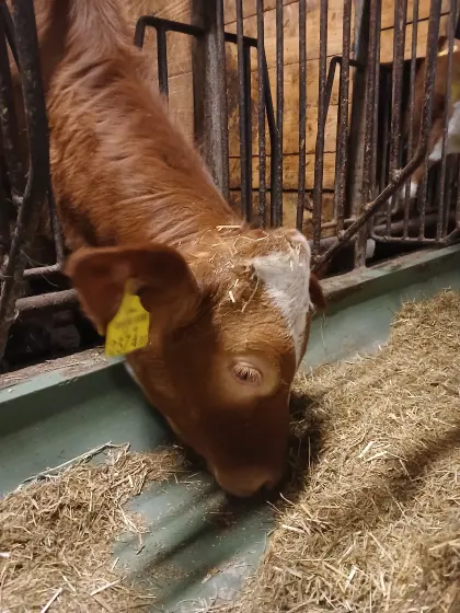 Kuhkalbin geboren am 29.10.2025