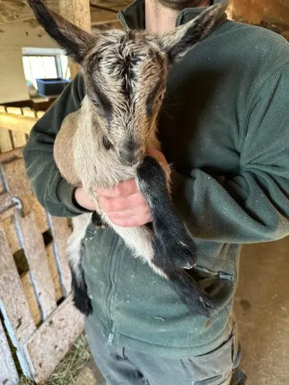 BIO Milchziegenkitze, männlich und weiblich