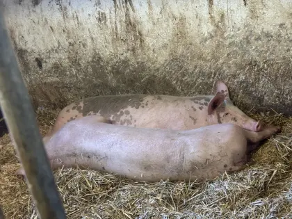 Suche Schafe, Schweine, Ziegen und Kälber