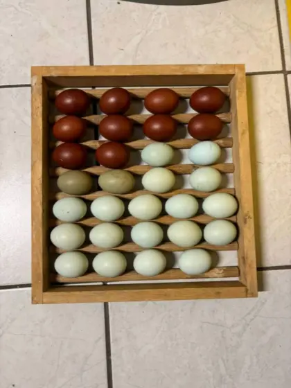 Bruteier verschiedene Rassen