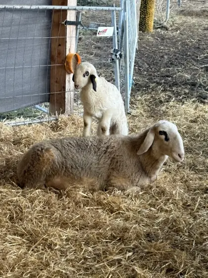 Kärntner Brillenschaf Mutterschafe