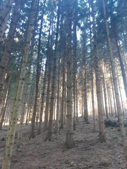 Wald - mittels Forstwegen gut erreichbar
