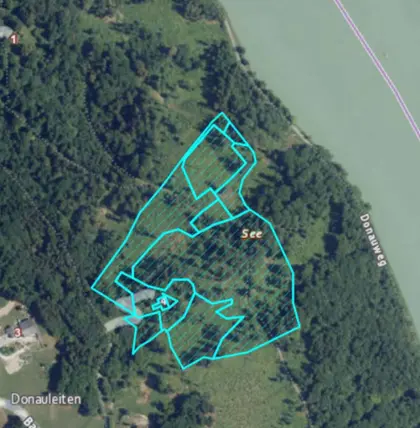 Wald in Haibach ob der Donau "Guglzipfer Donauleithen"