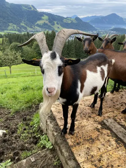 Tauernscheck Ziegenbock Bio