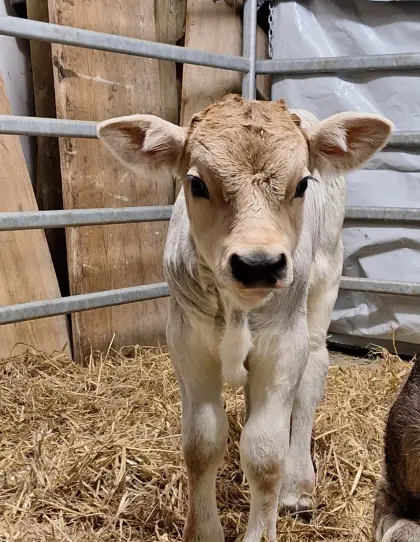 Tiroler Grauviehbulle