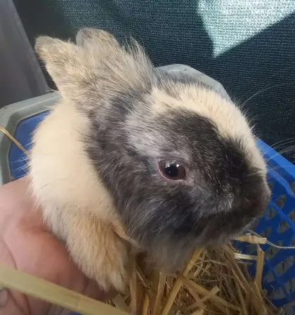 Löwenkopf-Zwergkaninchen