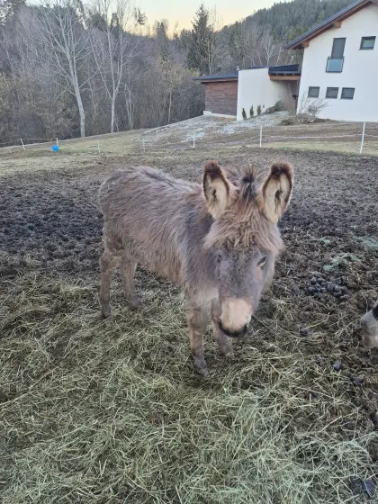 Eselhengstfohlen "Leo" sucht neues Zuhause