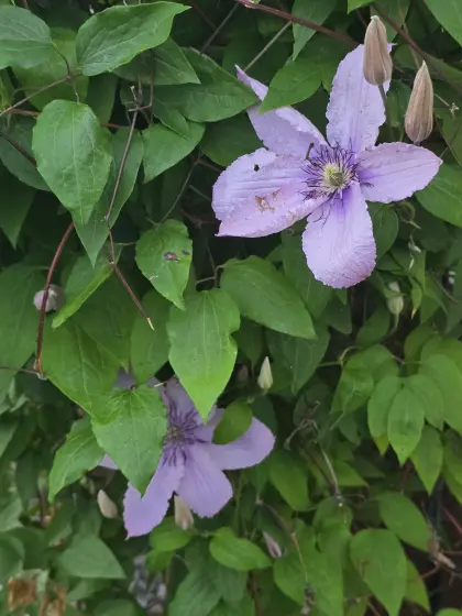 Helfer (paar) für Anwesen mit Leibrentenoption gesucht