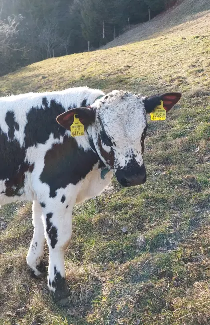 Pustertaler Sprinzen Stierkalb Bio