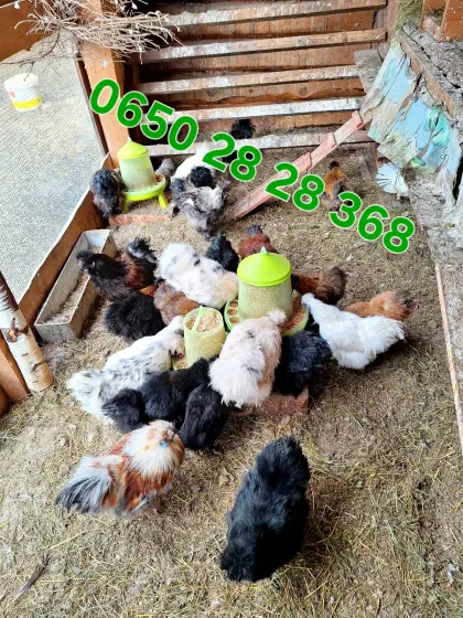 Seidenhühner zu verkaufen