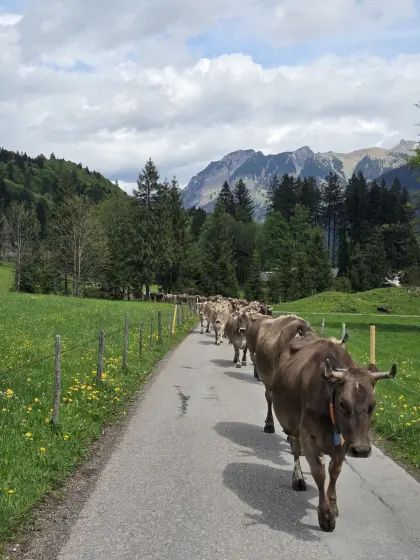 Schönes Braunvieh Jungkühe mit Horn abzugeben