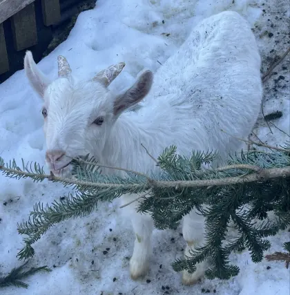 Zwergziege Burenziege Blobe