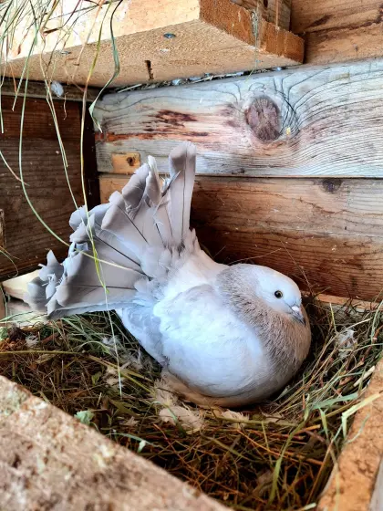 Reinrassige Pfautauben zu verkaufen