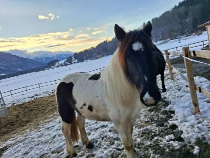 Noriker Rappscheck Jungstute 2-jährig