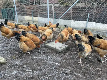 Bruteier Deutsches Reichshuhn, groß, gelb-schwarz-columbia