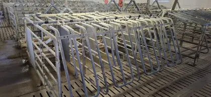 Aufstallung für Zuchtschweine